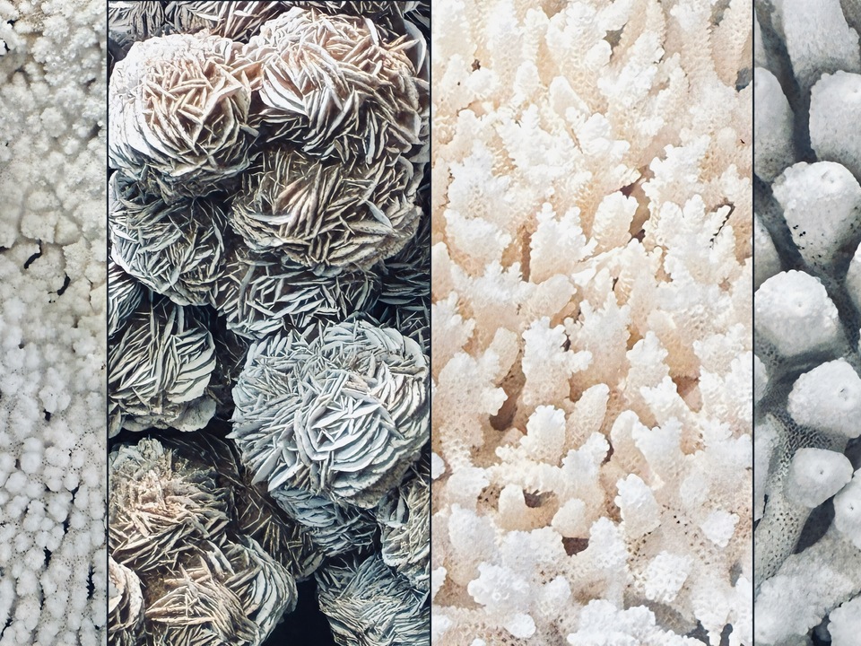 Corals & Desert Rose