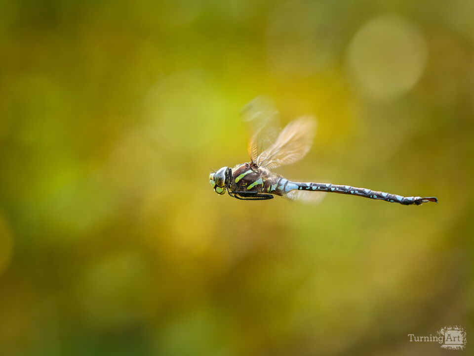 Darner in Flight