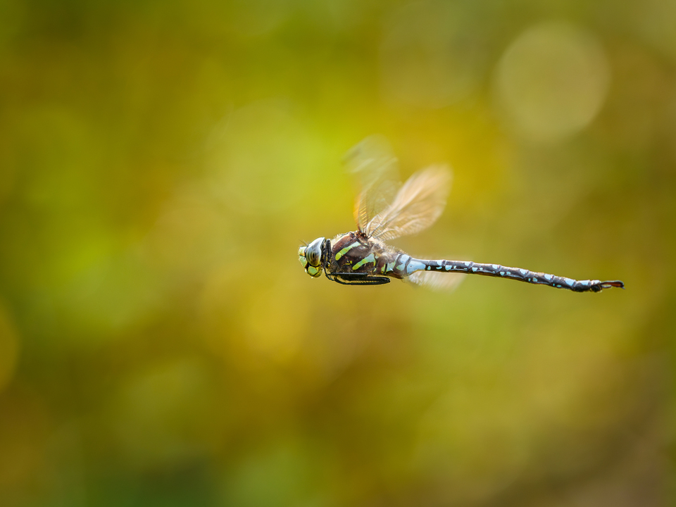 Darner in Flight