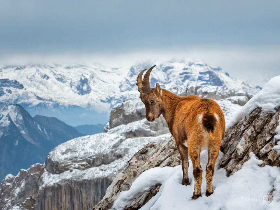 Alpine Ibex at Altitude