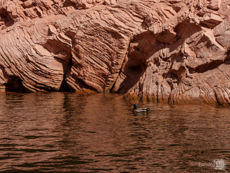 Mallard Along Antelope Canyon Wall