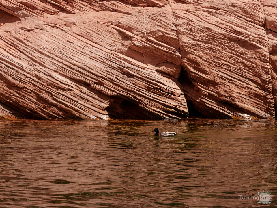 Mallard Beside Antelope Canyon Wall