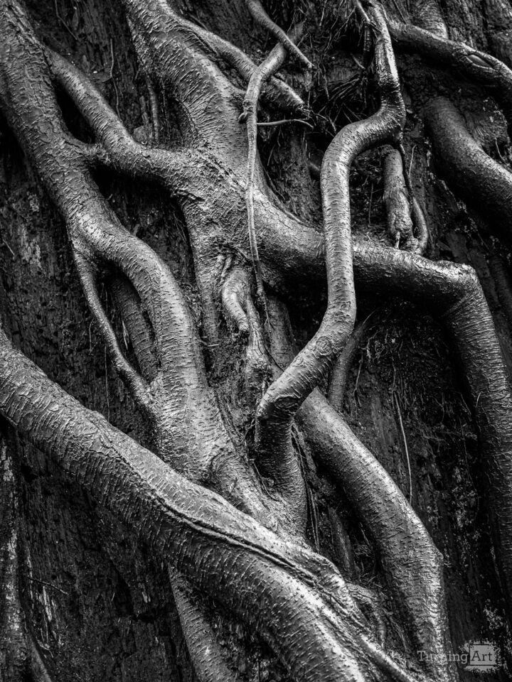 Entangled Roots