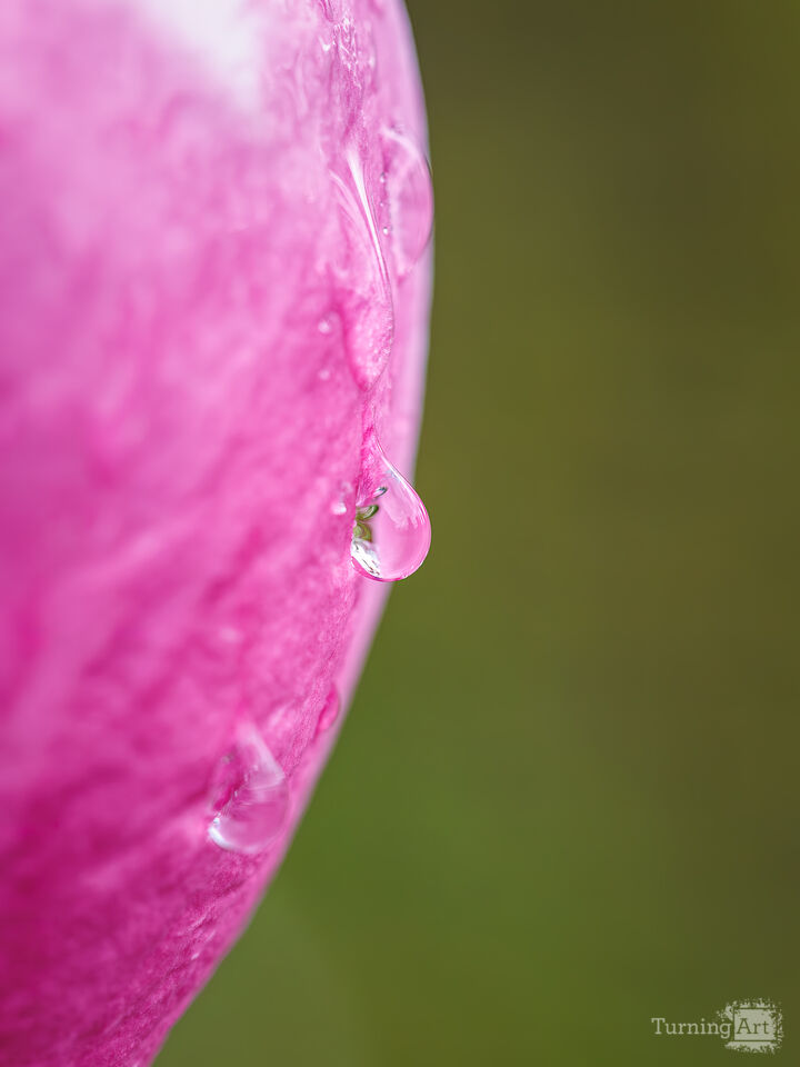 Petal Curves and Water Drops