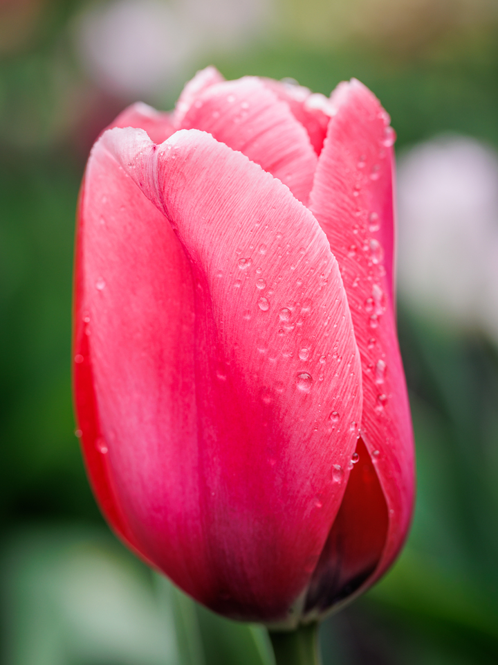 Pink Dewlip
