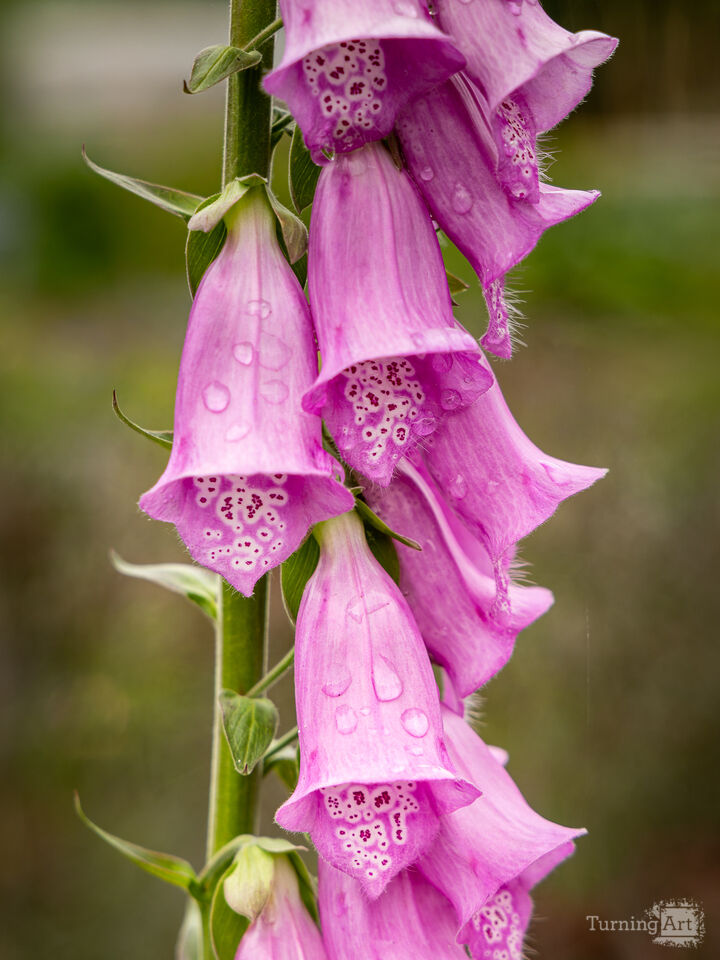 Foxglove Bell Rhythm