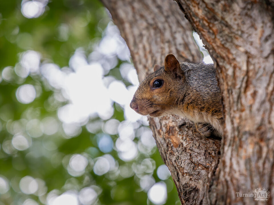 Nature’s Peeking Frame