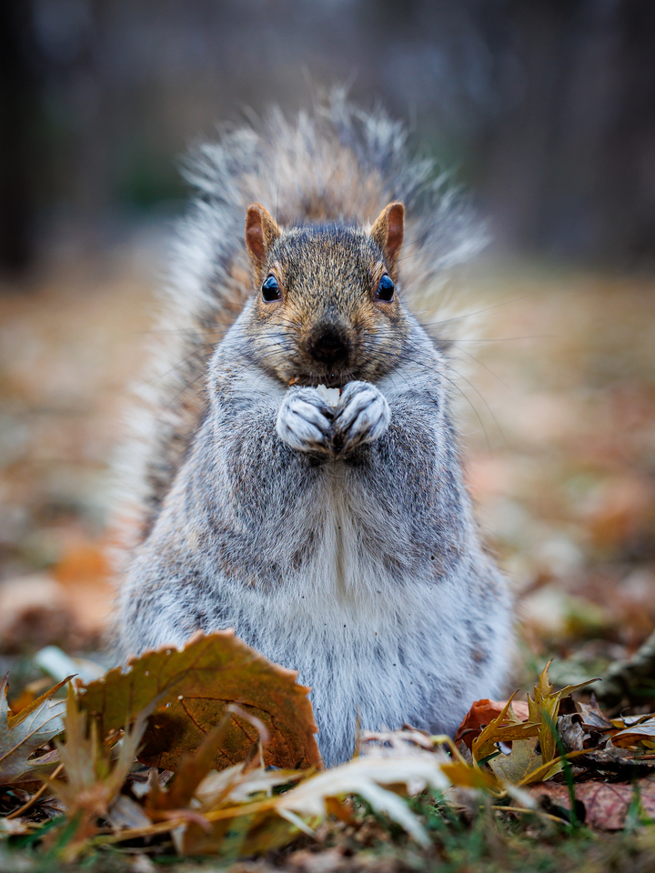Got Nuts?