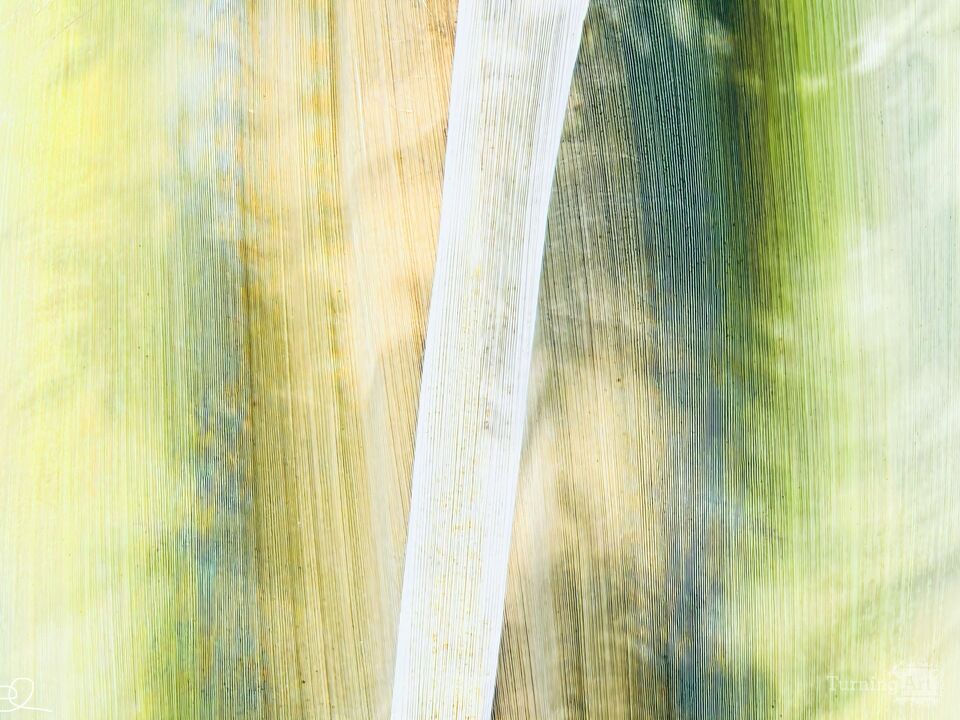 Palm Husk Contour II
