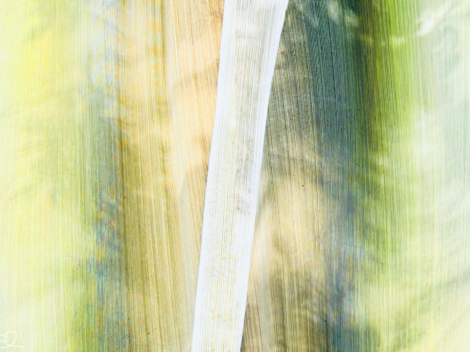 Palm Husk Contour II