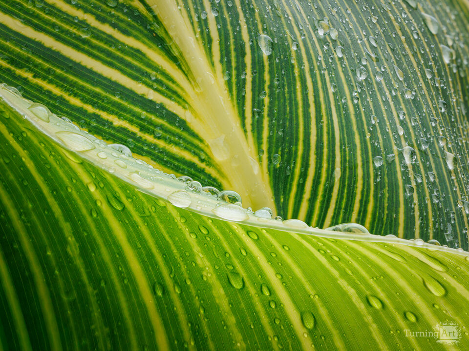 Emergence in Green and Gold
