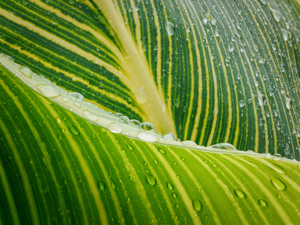 Emergence in Green and Gold