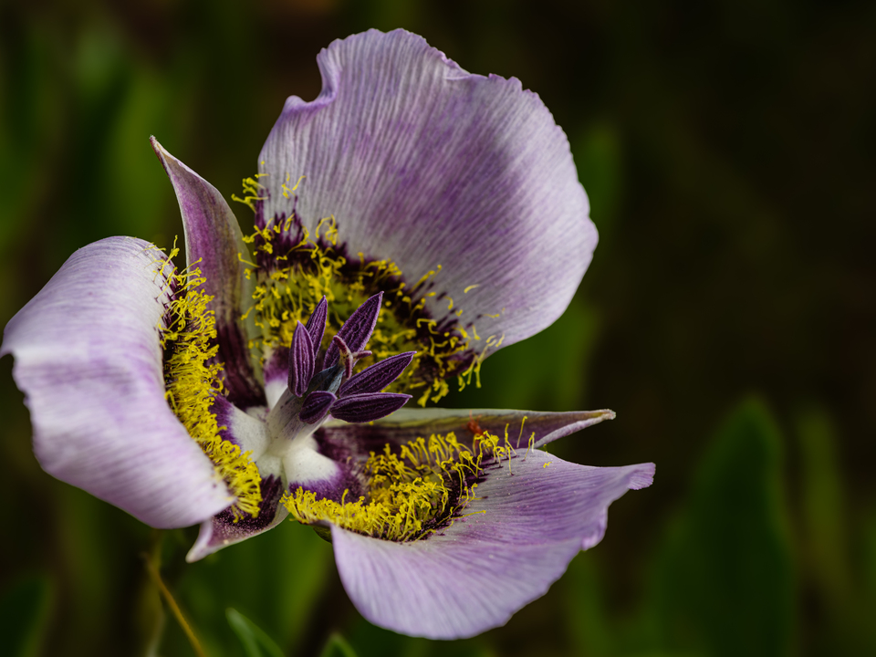 Sego Lily in Pink