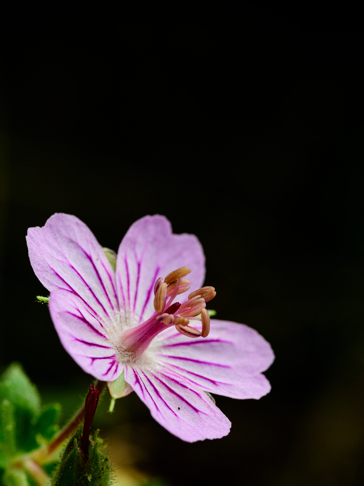 Wild Geranium