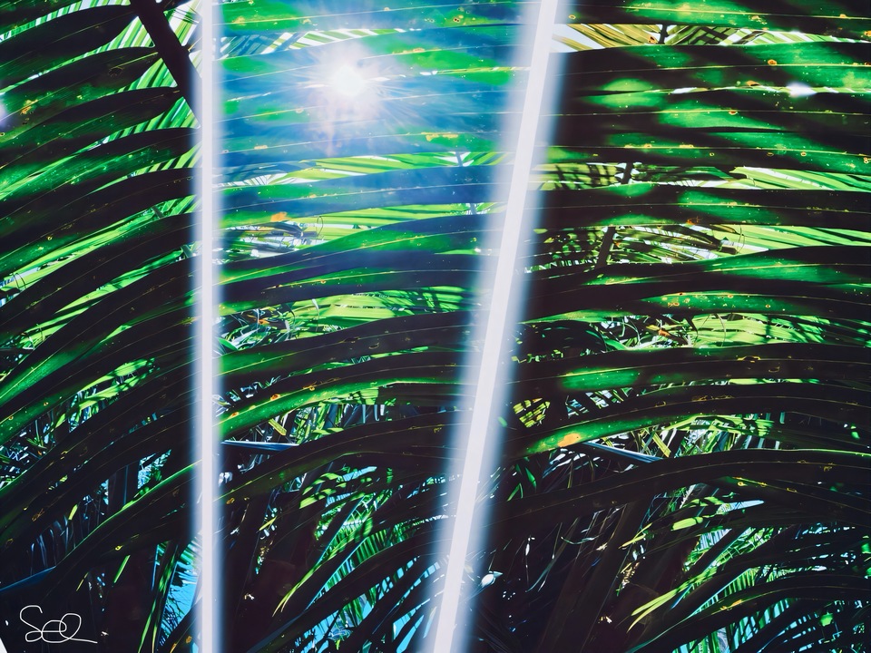 Through The Boughs
