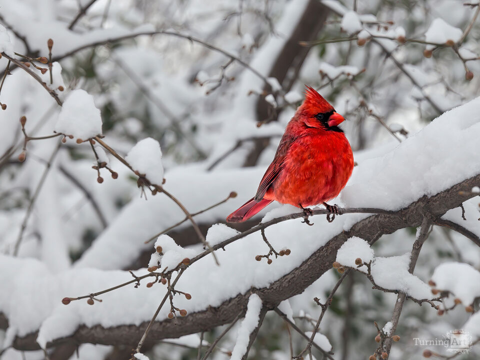 Cardinal in Winter