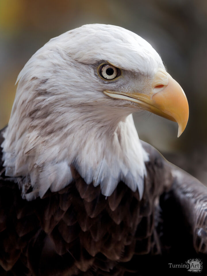 Challenger the Bald Eagle