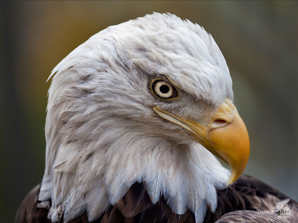 Challenger the Bald Eagle