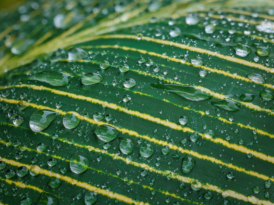 As The Rain Leafs