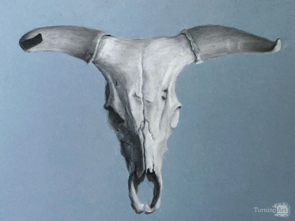 Steer Skull