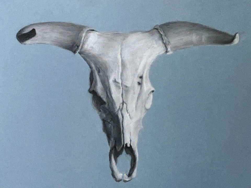 Steer Skull