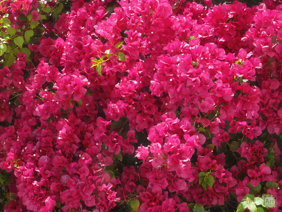 Bougainvillea