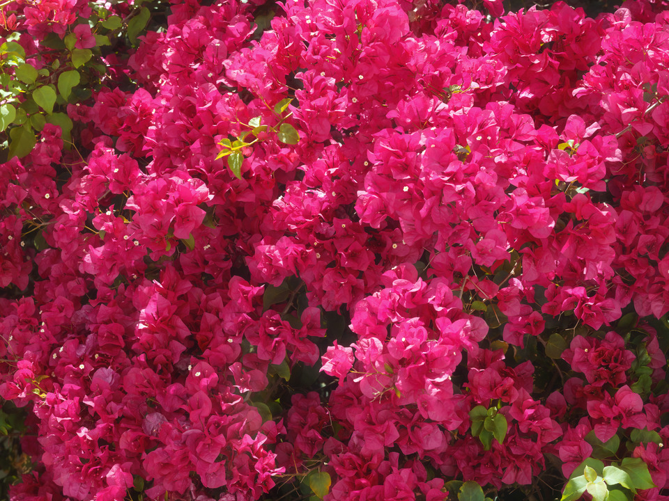 Bougainvillea