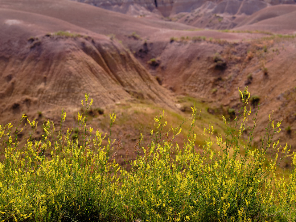 Bright Yellow Wildflowers against Red Rocks