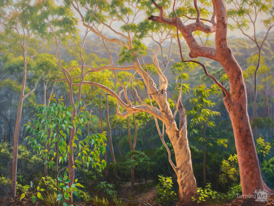 Sunlit Morning, Blue Mountains