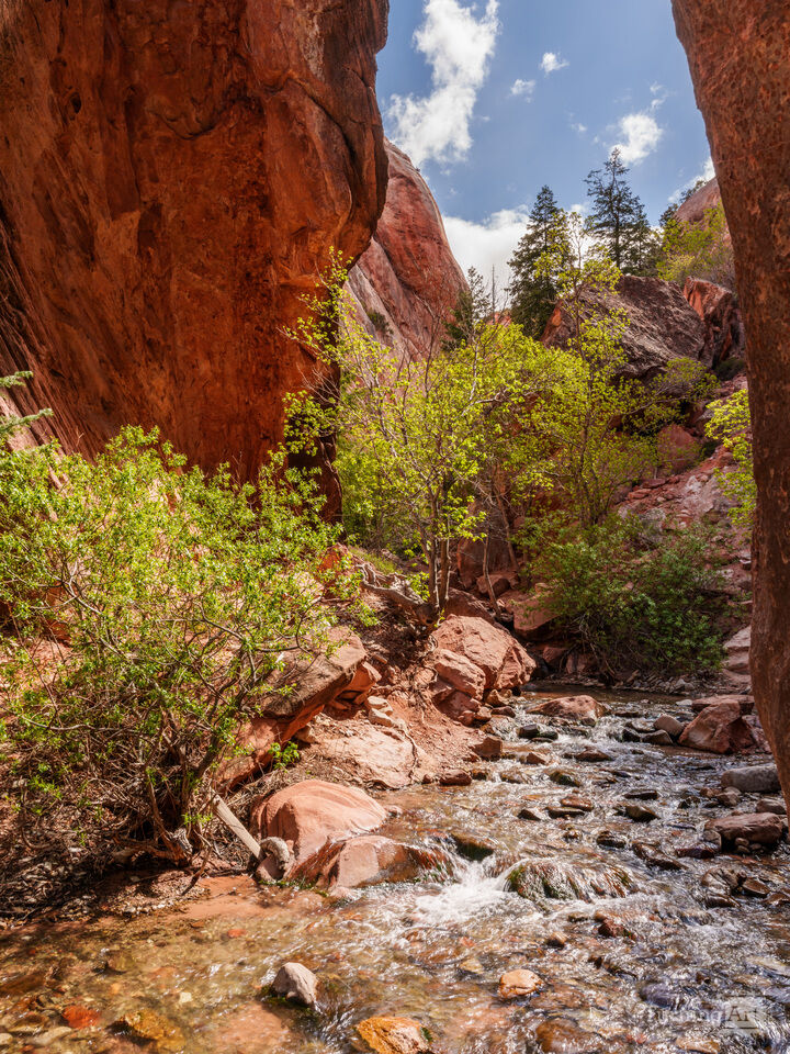 Spring Creek Canyon Window