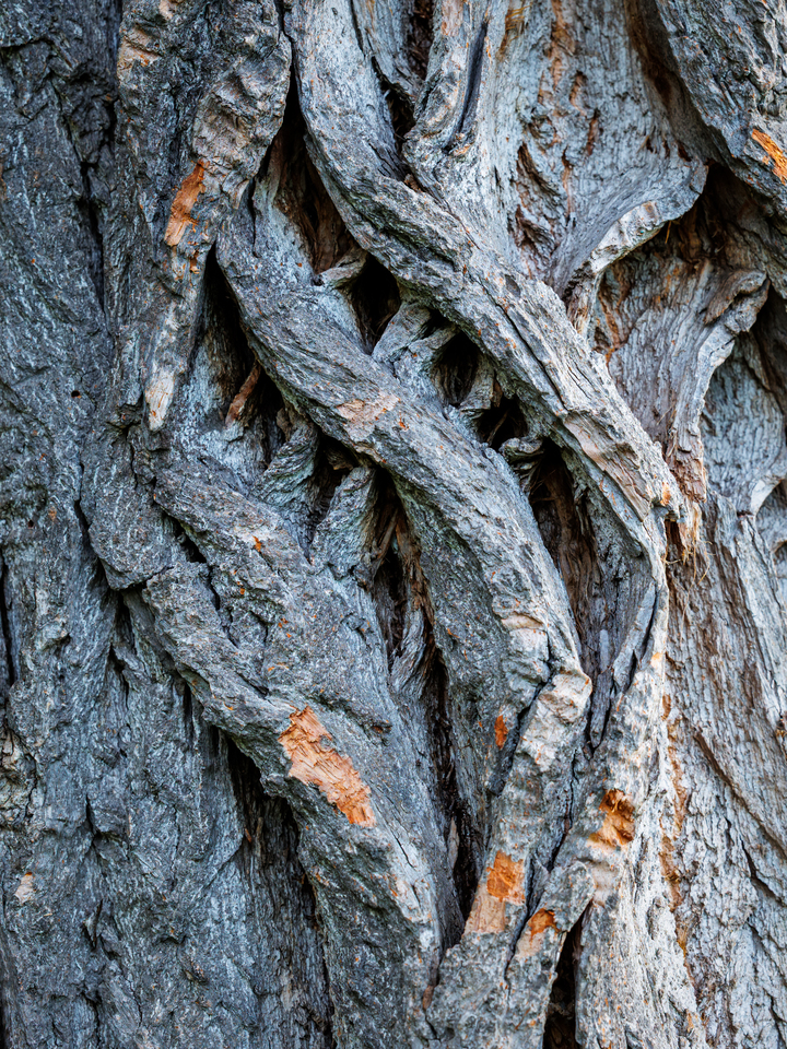 Organic Lattice