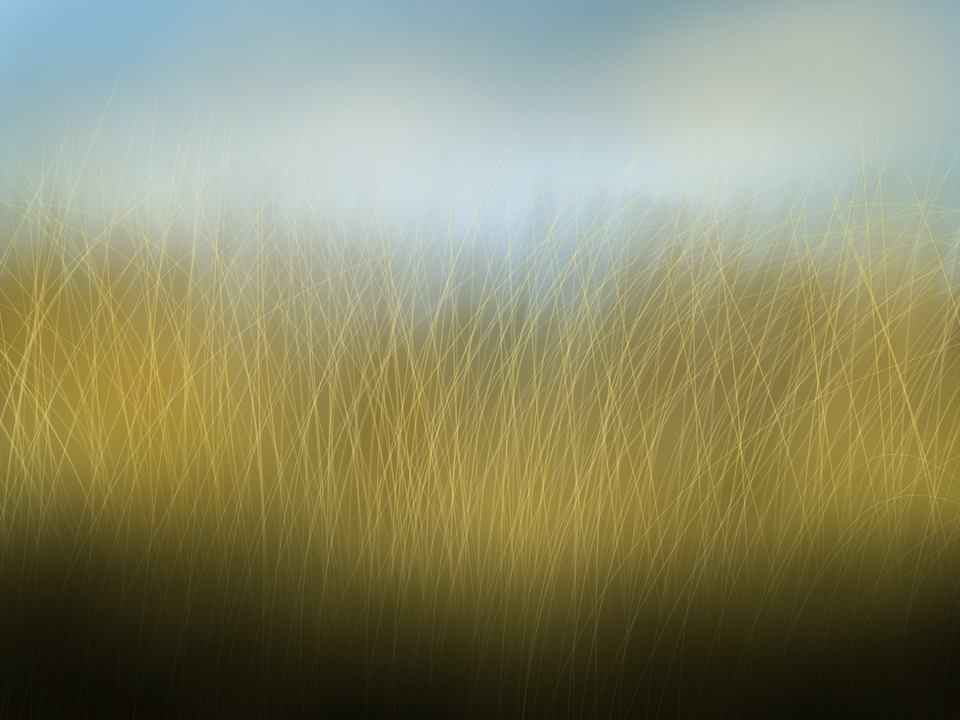 Silence in the Pasture