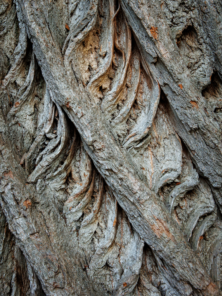Treelix
