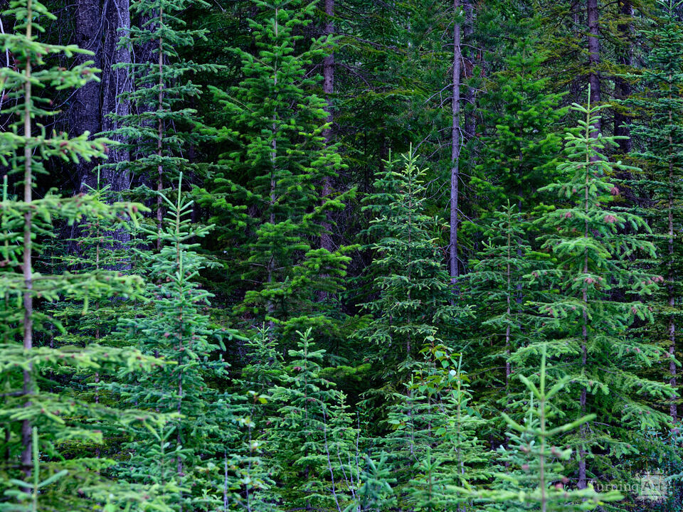 Pine Tree Forest