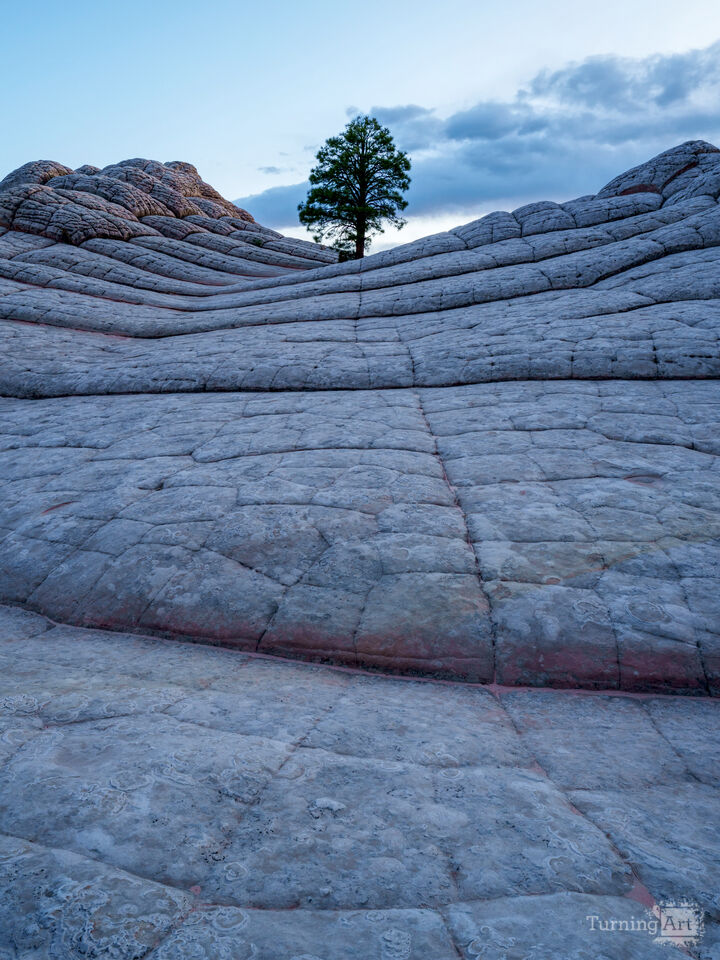 Lone Tree At White Pocket