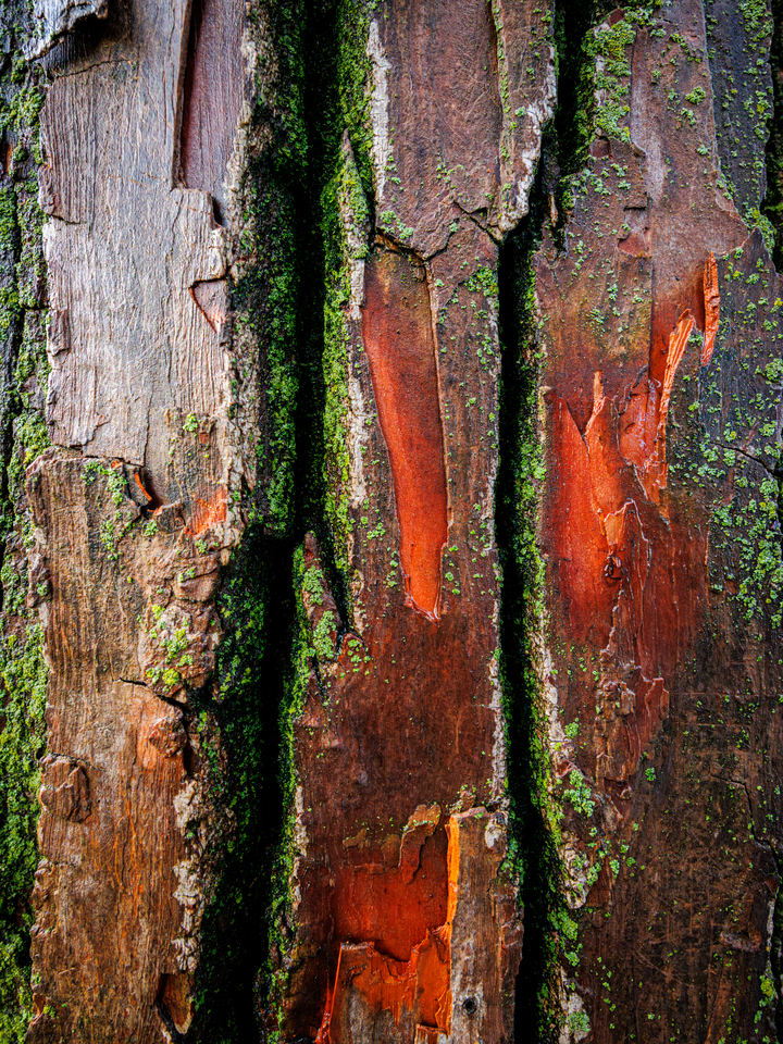 Moss & Timber