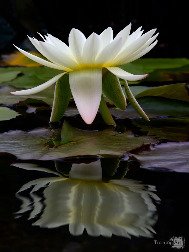 Water Lily
