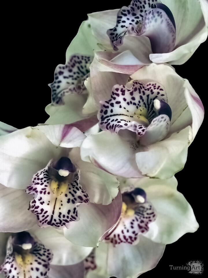 Orchids