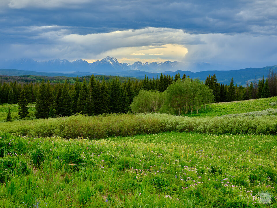 Flowers and Rain, Grand Tetons Wyoming