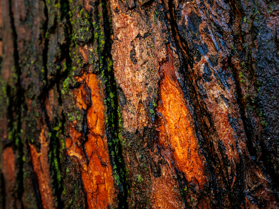 Wet Copperwood