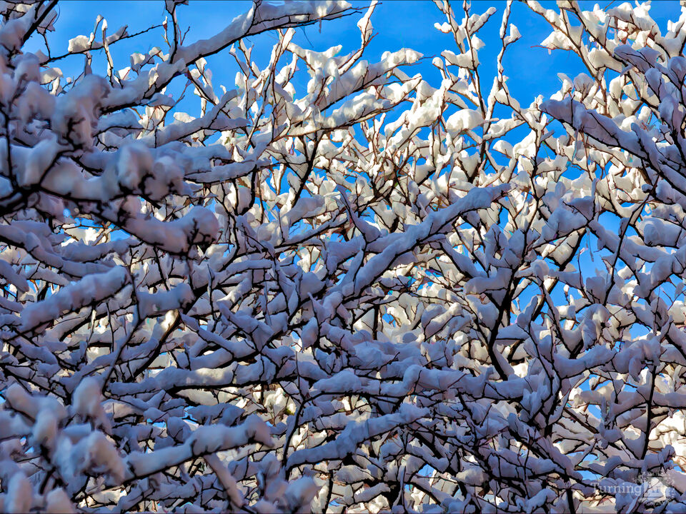 Snow and Branches