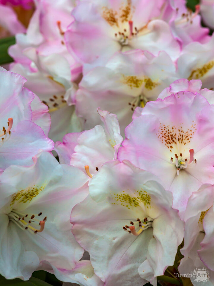 Spring Flowers