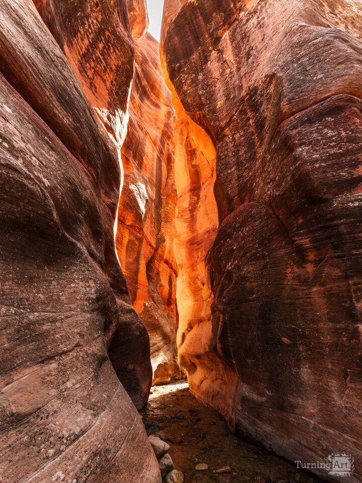 Golden Light In Spring Creek Canyon
