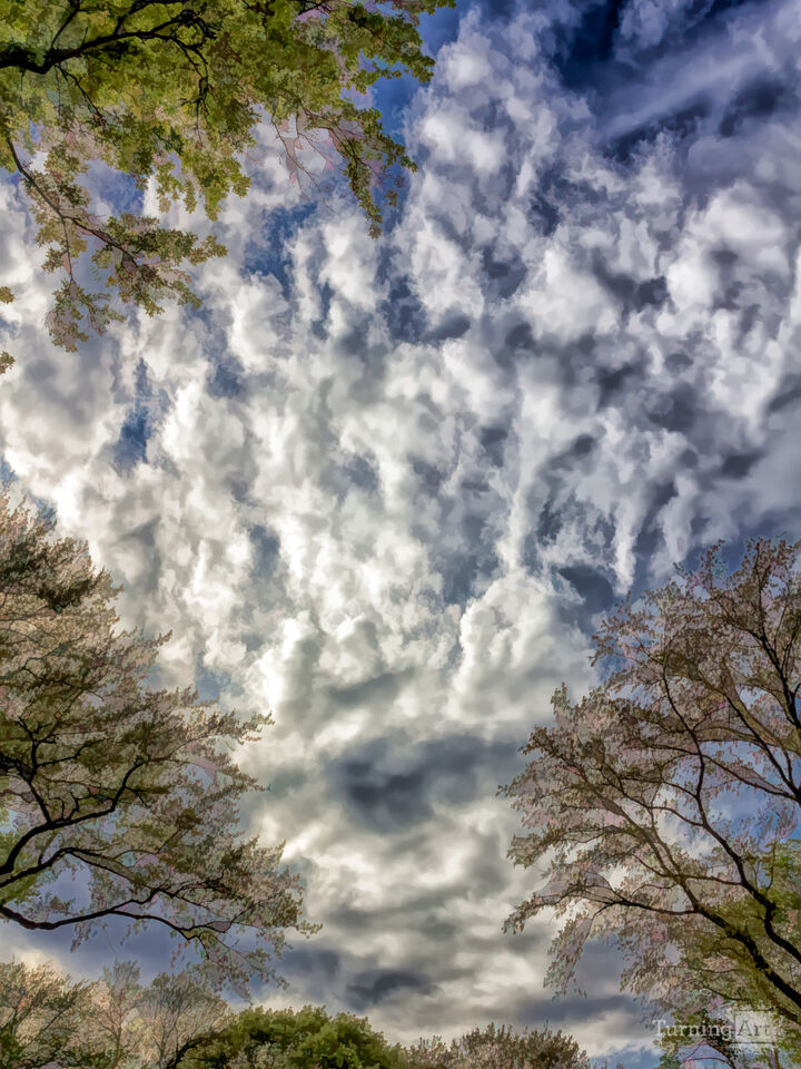 Spring Branches Leaves Sky and Clouds