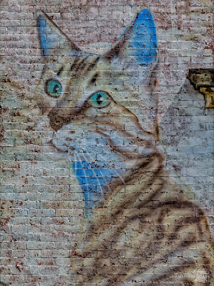 Street Art NYC - Painting of Cat