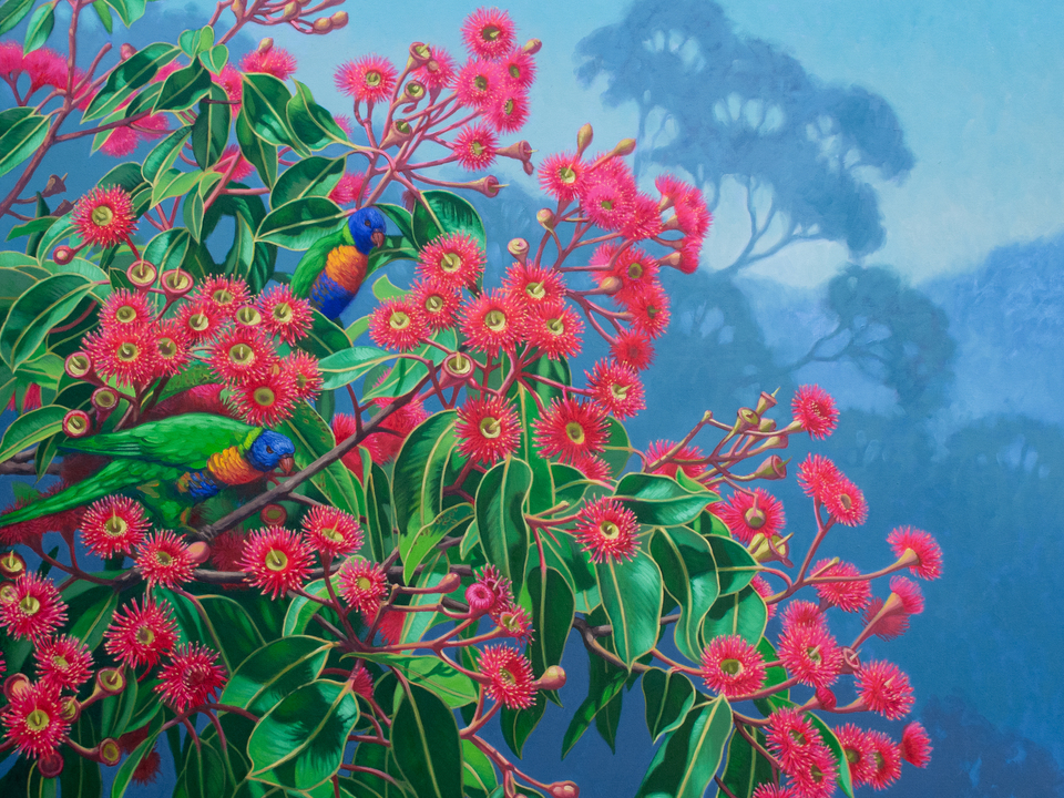 Lorikeets and Gumblossoms