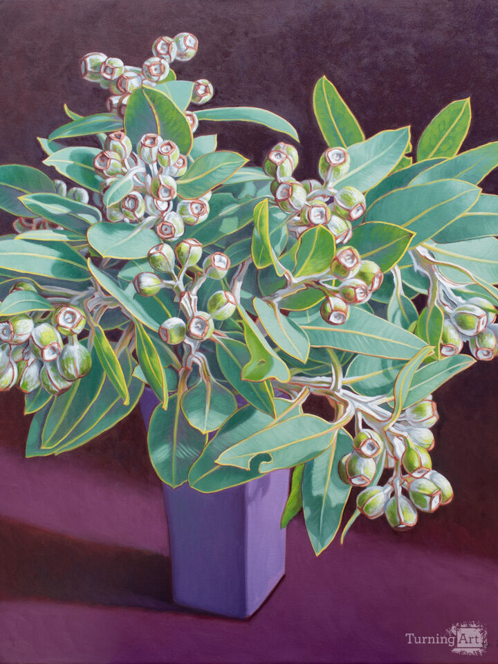 Tetragona Gumnuts