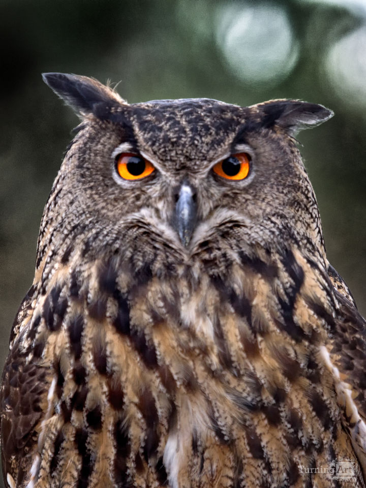 Great horned owl