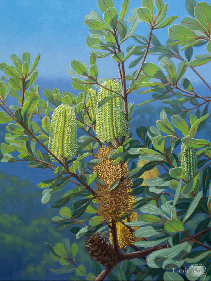 Banksias, Blue Mountains