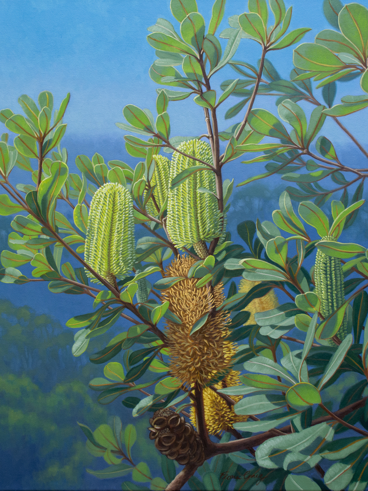Banksias, Blue Mountains